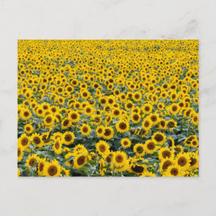 SUNFLOWERS POSTCARD