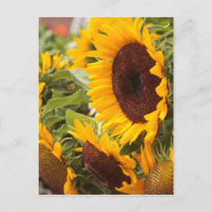 Sunflowers! Postcard