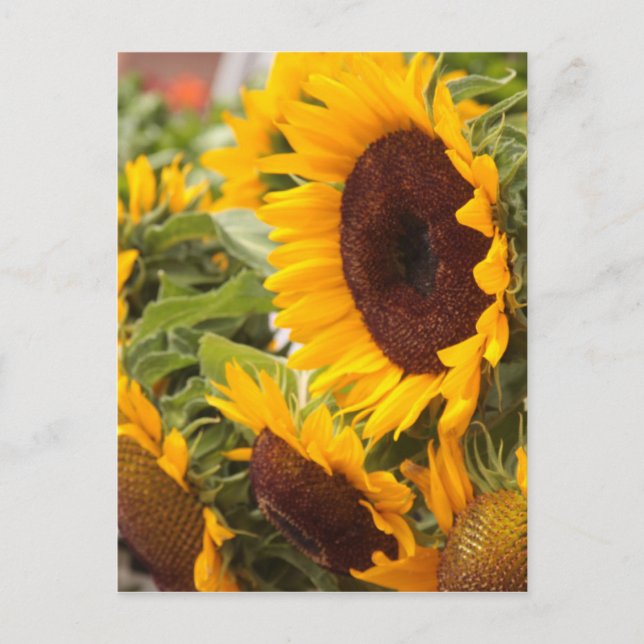 Sunflowers! Postcard (Front)