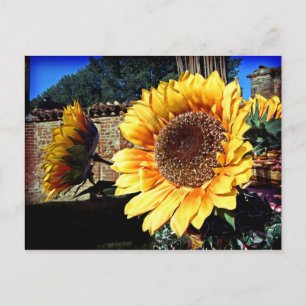 Sunflowers Postcard