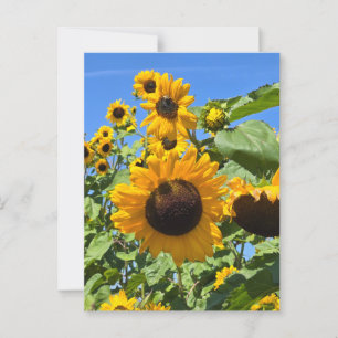 Sunflowers Postcard