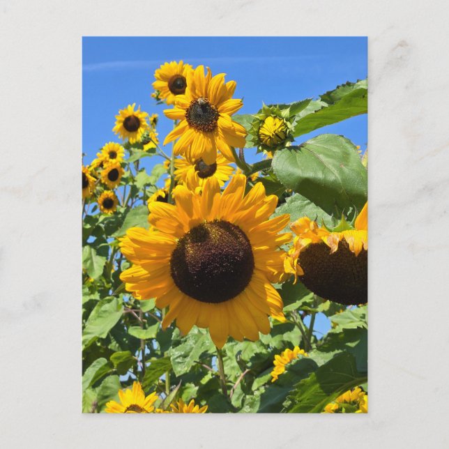 Sunflowers Postcard (Front)