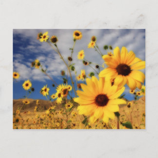 Sunflowers Postcard