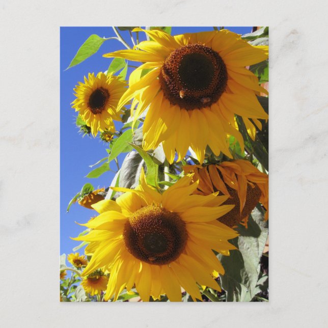 Sunflowers Postcard (Front)
