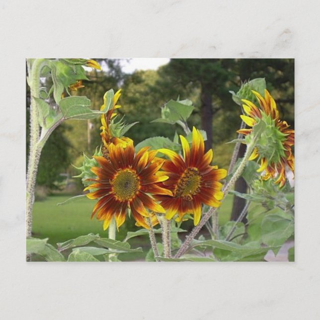 SunFlowers Postcard 2 (Front)
