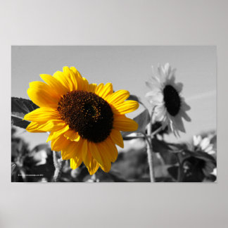 Sunflowers Poster