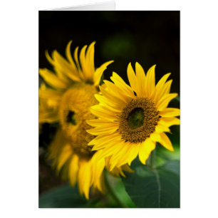 sunflowers soaking up the sun.