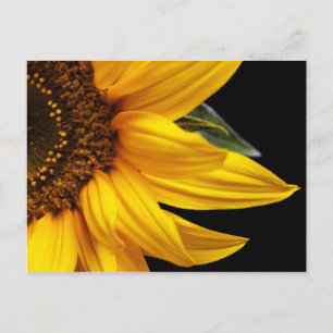 Sunflowers - Sunflower Customized Template Blank Postcard