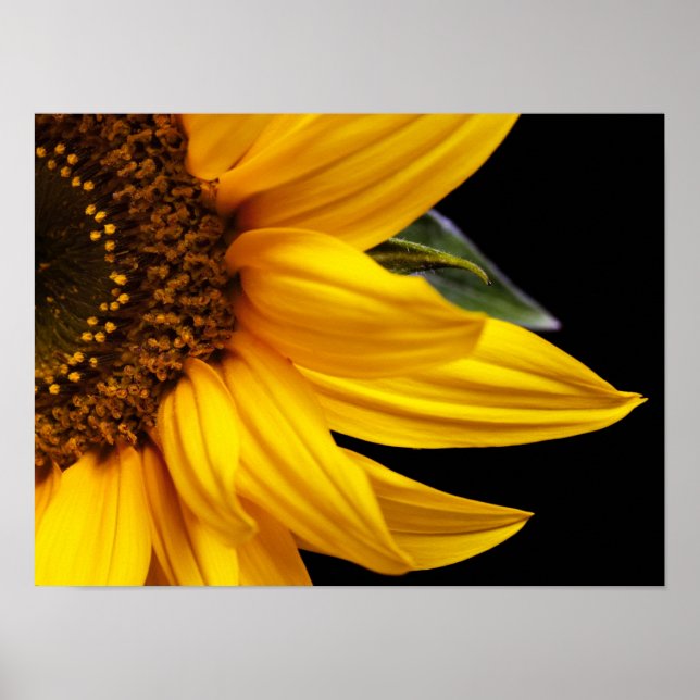 Sunflowers - Sunflower Customized Template Blank Poster (Front)