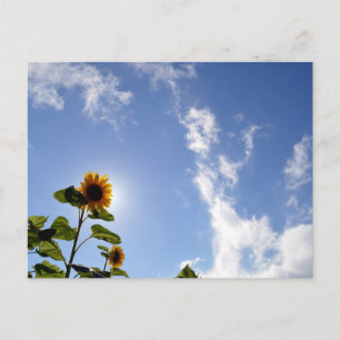 Sunflowers & Sunshine Postcard