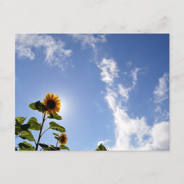 Sunflowers & Sunshine Postcard (Front)