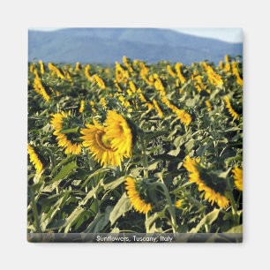 Sunflowers, Tuscany, Italy Magnet
