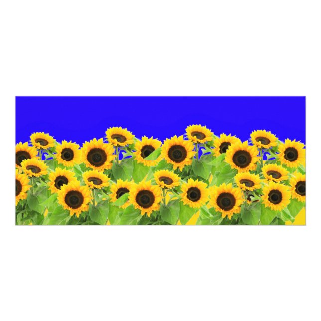Sunflowers - Ukrainian Flag Peace Freedom Ukraine  Rack Card (Front)