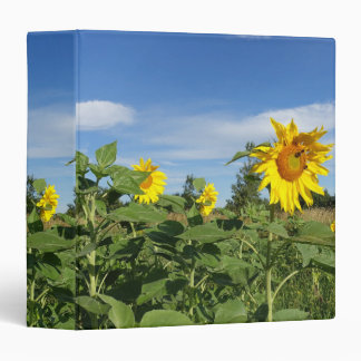 Sunflowers under bluesky binder