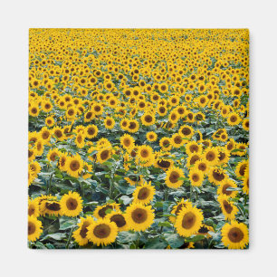 Sunflowers, Wisconsin field Magnet