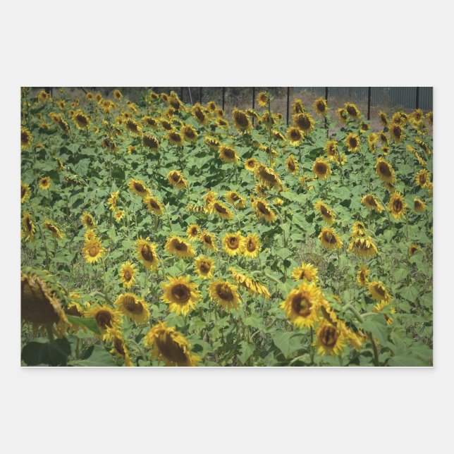 Sunflowers Wrapping Paper Sheet (Front)