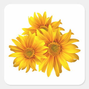Sunflowers Yellow Floral Country Summer Wedding Square Sticker