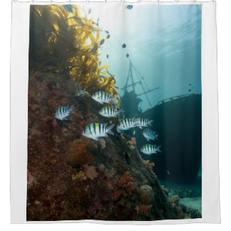 Sunken ship hidden by the reef, school of fish