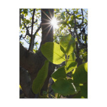 Sunlight and pistachios