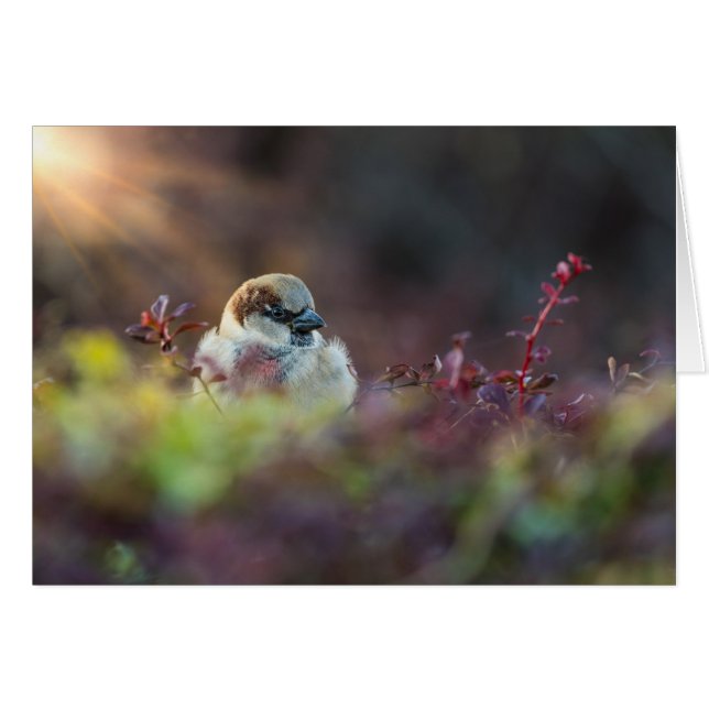 Sunlight Bathing Finch (Front Horizontal)