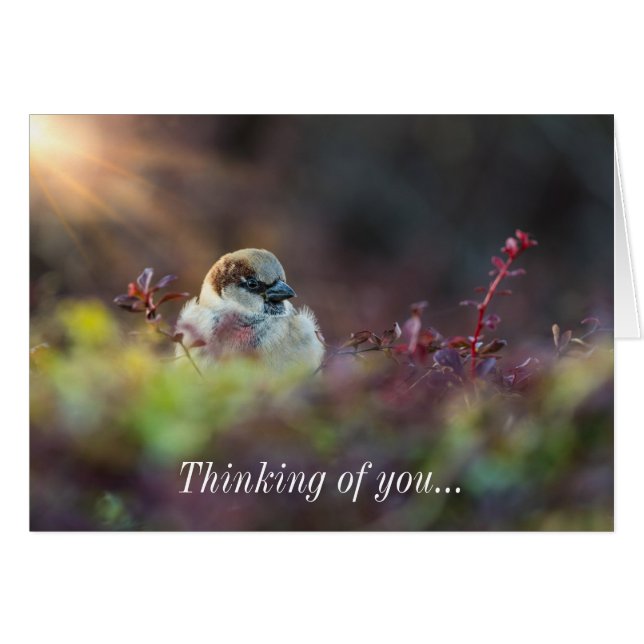 Sunlight Bathing Finch Thinking Of You Card (Front Horizontal)
