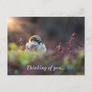 Sunlight Bathing Finch Thinking Of You Postcard