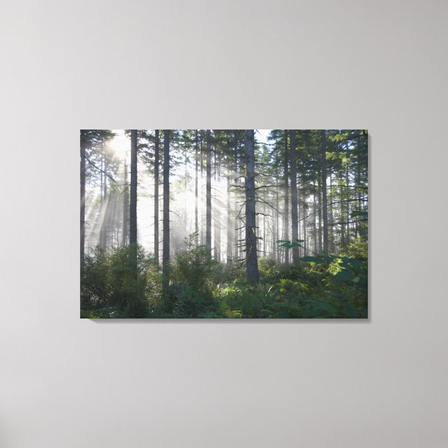 Sunlight Breaking Through a Misty Forest Canvas Print (Front)