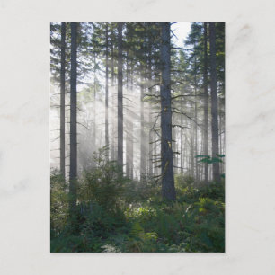 Sunlight Breaking Through a Misty Forest Postcard