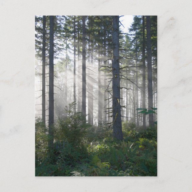 Sunlight Breaking Through a Misty Forest Postcard (Front)