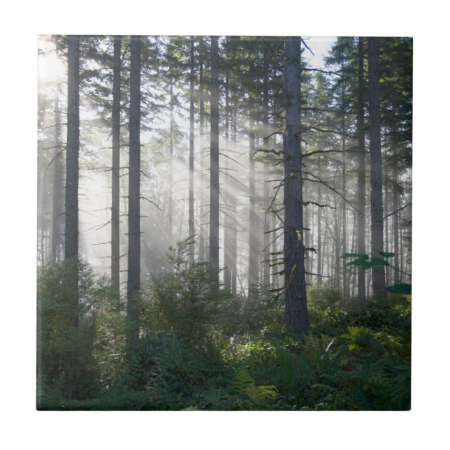 Sunlight Breaking Through a Misty Forest Tile (Front)