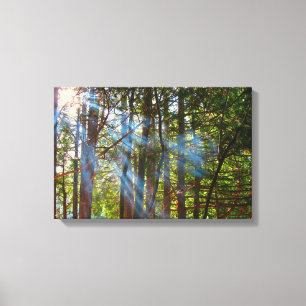 Sunlight Breaking Through the Pines Canvas Print
