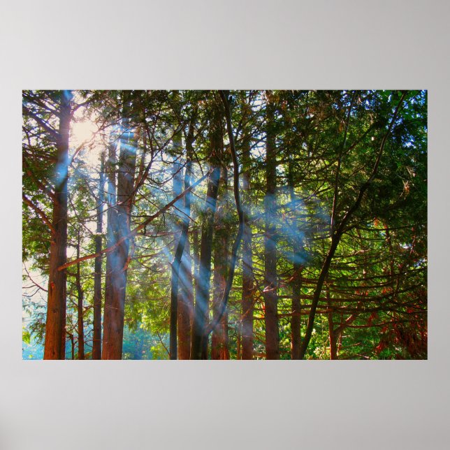 Sunlight Breaking Through the Pines Poster (Front)