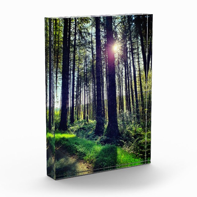 Sunlight coming through Forest Trees   Photo Block (Left)