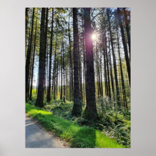 Sunlight coming through Forest Trees  Poster