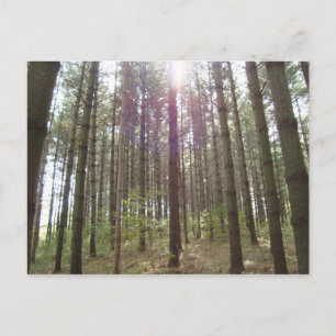 Sunlight in the pines postcard
