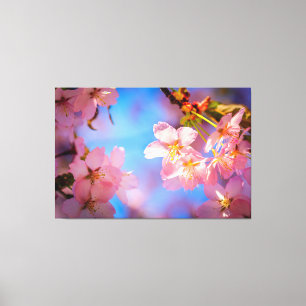 Sunlight On Sakura Flowers Canvas Print