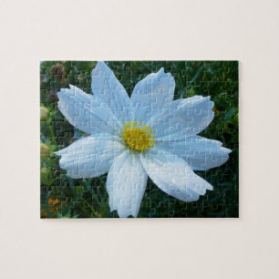 Sunlight on White Cosmos Floral Jigsaw Puzzle