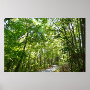 Sunlight on Wooded Path at Centennial Park Poster