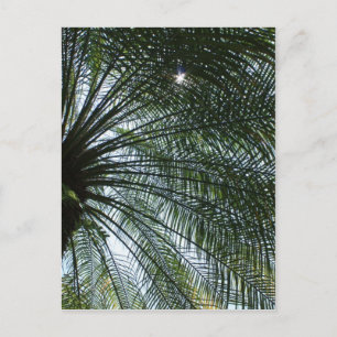 Sunlight Peeking Through Palm Tree Postcard