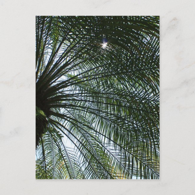 Sunlight Peeking Through Palm Tree Postcard (Front)