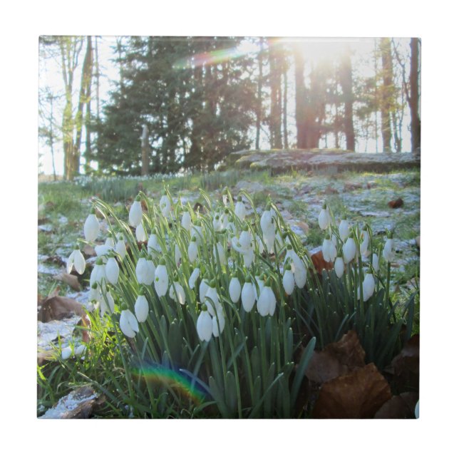 Sunlight Peeks at Snowdrops in Snow - Ceramic Tile (Front)