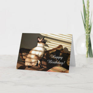 Sunlight Shadows Siamese Cat Card
