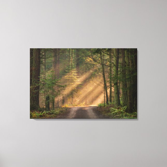 Sunlight Shining Through a Forest Canvas Print (Front)