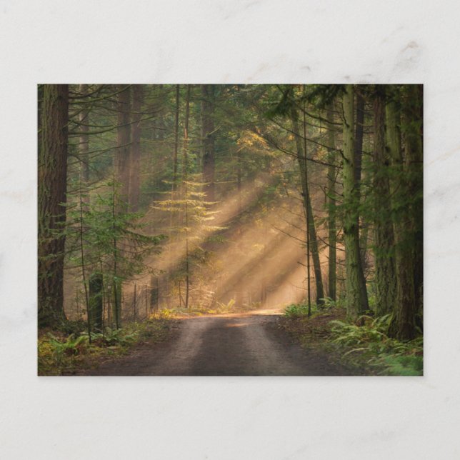 Sunlight Shining Through a Forest Postcard (Front)
