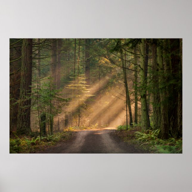 Sunlight Shining Through a Forest Poster (Front)