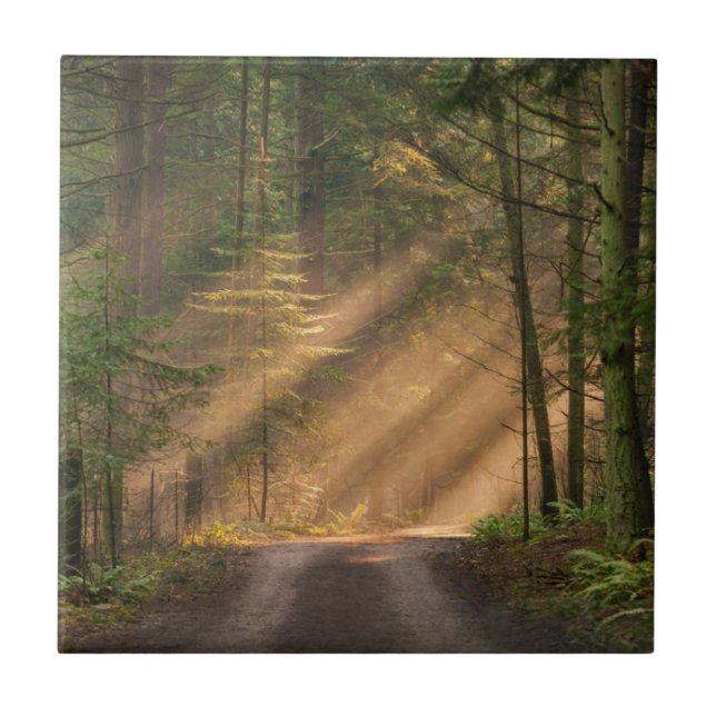 Sunlight Shining Through a Forest Tile (Front)
