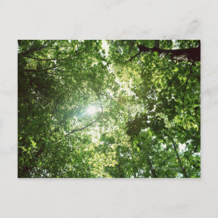 Sunlight Streaming Through the Leaves of Trees Postcard