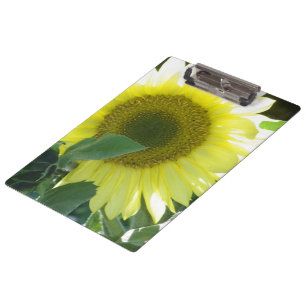 Sunlight Sunflower Clipboard
