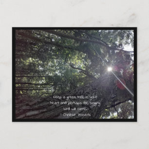 Sunlight Though a Tree Photo Art & Chinese Proverb Postcard