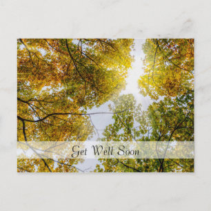 Sunlight Through Autumn Sugar Maples Get Well Postcard